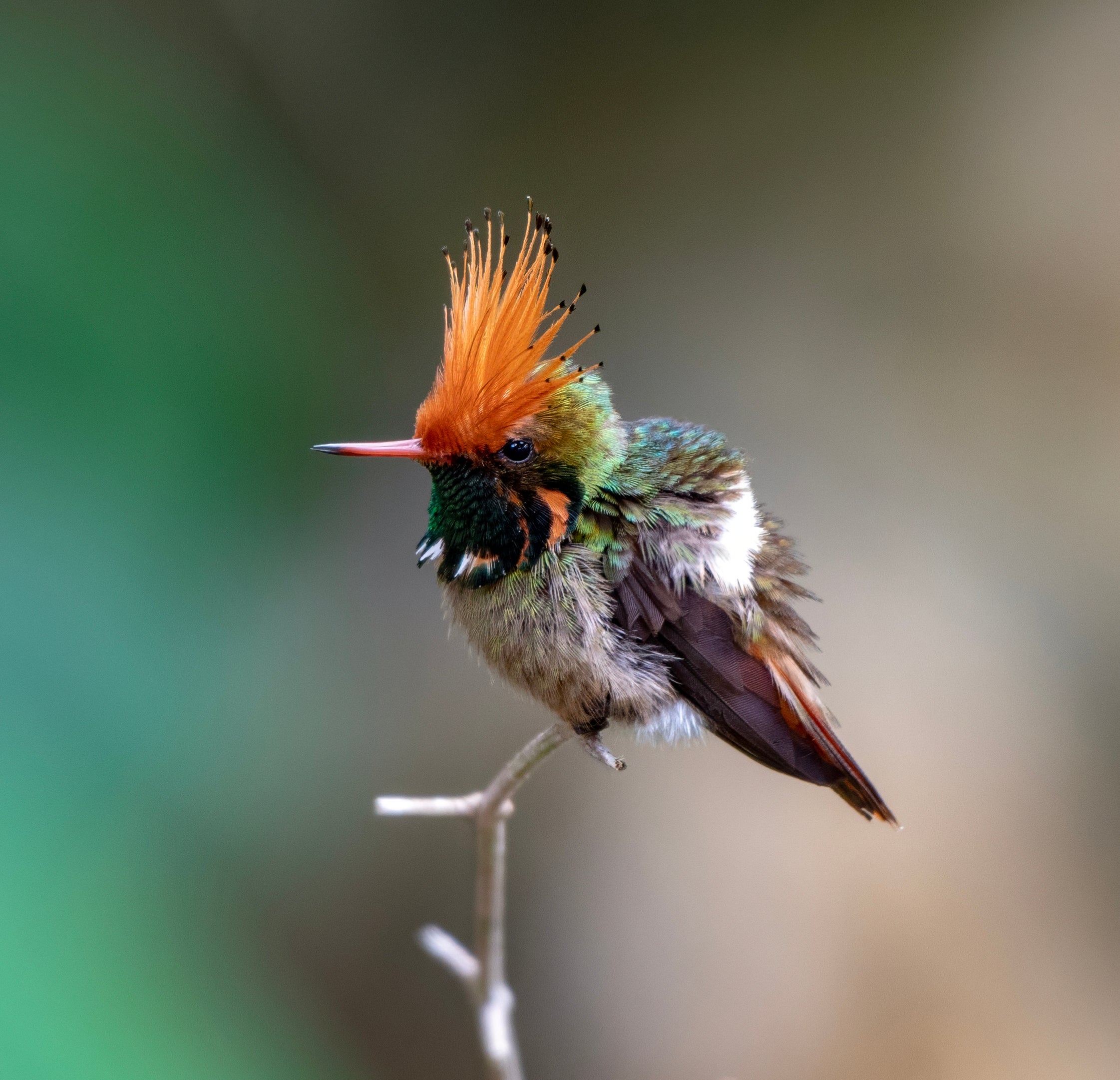 Meet the Woman on a Mission to Photograph Every Species of